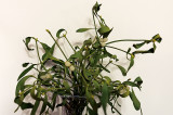 Good Luck Of Green Mistletoe