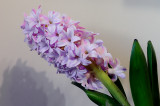 Mauve Hyacinth