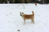 Koki In The Snow