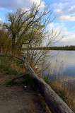 Spring Scene At The River
