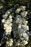 White Spirea 