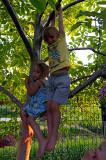 Happy Kids In The Tree