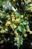 Linden Tree Blossom