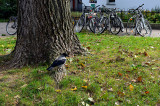Crow Which Dreams Of Biking