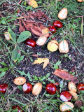 Chestnuts Season