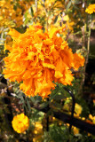 Marigolds Are Still Blooming