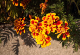 Red And Yellow Marigolds