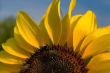 Sunflower-To-Bee
