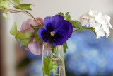 Pansy @f5.6 GF1