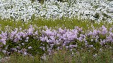 Dwarf lilac @f5.6 KDN