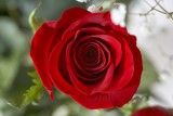 A rose @f5.6 5D