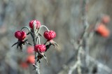 Berry? @f5.6 105mm NEX5