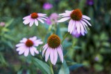 Echinacea @f1.8 NEX5