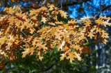 Oak leaves @f5.6 D700