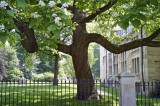 Catalpa tree @f8 A12