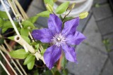 Clematis @f8 a7R2