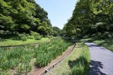 Iris field in Meiji-Jingu naien @f8 14mm Z7