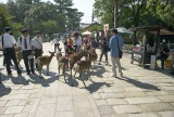 Deers in Nara M8