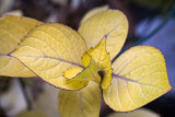 Yellow leaves 5D