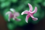 Cyclamen1 Reala