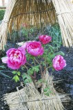 Winter Peony @f5.6 24mm D70