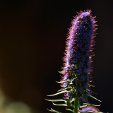 Purple and Lavender Flower Gallery
