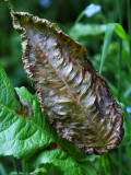 Leaf Gallery