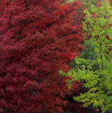 Autumn Red Summer Green