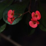 Together in the Warm Passionate Light