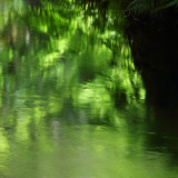 Flowing Green of the Forest