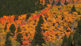 Blazing Autumn Color