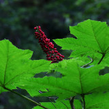 Berries Under the Falls