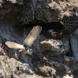 Black Crown Night Heron