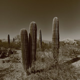 Saguaro Afternoon