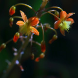 Early Spring Blooming