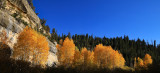 Autumn Color of Cedar Breaks