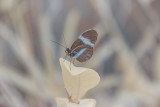 Butterfly Pavillion in Denver