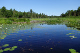 Martin River July 2020_04.JPG