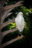 St Augustine FL-47.jpg