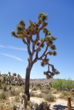 Palm Springs-17.jpg