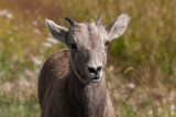 Banff-10.jpg