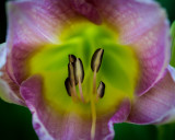 Favs B_083.JPG