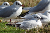 Mediterranean Gull