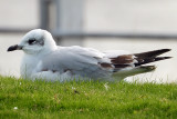 Mediterranean Gull