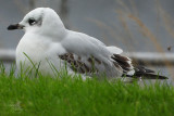 Mediterranean Gull