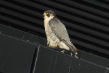 Peregrine