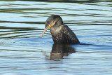 Cormorant