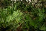 Plantation palms at Fort Matanzas National Monument