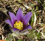 Pasque flower, Backsippa   (Pulsatilla vulgaris).jpg