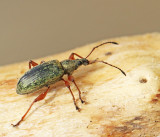 Phyllobius glaucus.jpg